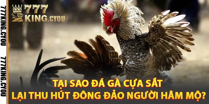 Tại sao đá gà cựa sắt lại thu hút đông đảo người hâm mộ?